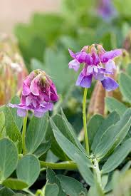 Attēlu rezultāti vaicājumam “Lathyrus japonicus subsp. maritimus flower”