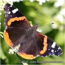 Attēlu rezultāti vaicājumam “Vanessa atalanta”