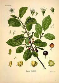 Attēlu rezultāti vaicājumam “Frangula alnus fruit”