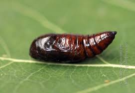 Attēlu rezultāti vaicājumam “Anarta myrtilli”