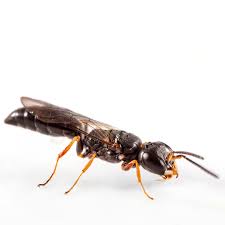 Attēlu rezultāti vaicājumam “Hedychrum sp.”