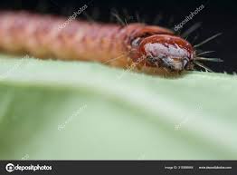 Attēlu rezultāti vaicājumam “Cerambycidae larva”