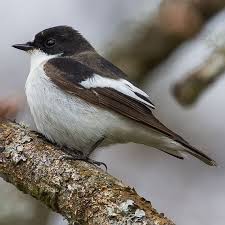 Attēlu rezultāti vaicājumam “Ficedula hypoleuca male”