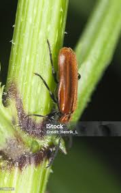 Attēlu rezultāti vaicājumam “Pyrochroidae”