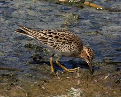 Image result for Calidris melanotos