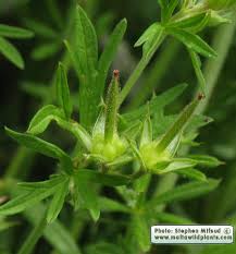 Attēlu rezultāti vaicājumam “Geranium dissectum fruit”