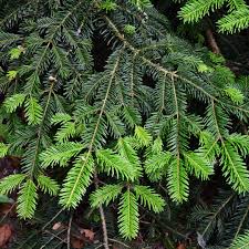 Attēlu rezultāti vaicājumam “Abies alba”