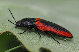 Attēlu rezultāti vaicājumam “Ampedus sanguinolentus”