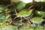 Attēlu rezultāti vaicājumam “Aphis farinosa”