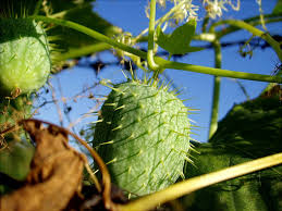 Attēlu rezultāti vaicājumam “Echinocystis lobata fruit”