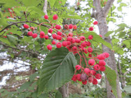 Attēlu rezultāti vaicājumam “Sorbus alnifolia”