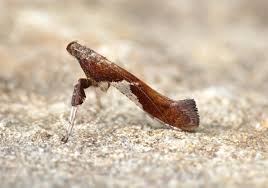 Attēlu rezultāti vaicājumam “Caloptilia stigmatella”