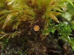 Attēlu rezultāti vaicājumam “Orthotrichum affine var. affine”