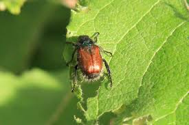 Attēlu rezultāti vaicājumam “Phyllopertha horticola”