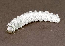 Attēlu rezultāti vaicājumam “Eriocampa ovata”