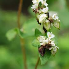 Attēlu rezultāti vaicājumam “Fagopyrum esculentum leaf”