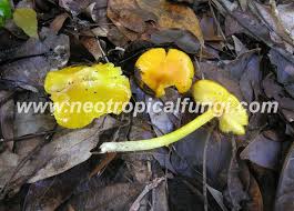 Attēlu rezultāti vaicājumam “Hygrocybe sp.”