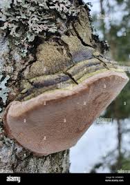 Attēlu rezultāti vaicājumam “Phellinus tremulae”