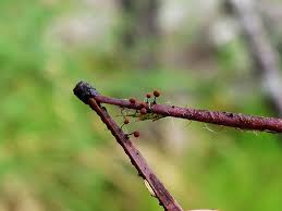 Attēlu rezultāti vaicājumam “Cribraria sp.”