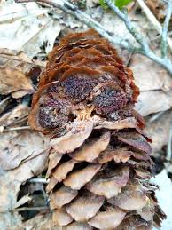 Attēlu rezultāti vaicājumam “Pucciniastrum areolatum”