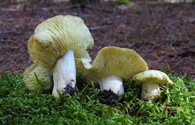 Attēlu rezultāti vaicājumam “Tricholoma flavovirens”