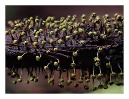 Attēlu rezultāti vaicājumam “Physarum braunianum young”