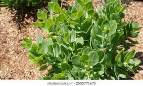 Attēlu rezultāti vaicājumam “Hylotelephium telephium leaf”