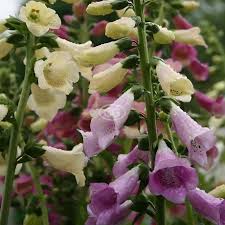 Image result for Digitalis purpurea