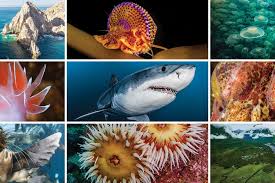 Image result for Great Western Divers