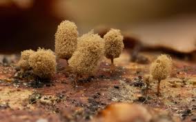 Attēlu rezultāti vaicājumam “Arcyria affinis macro”