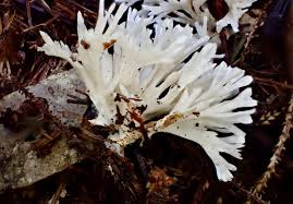 Attēlu rezultāti vaicājumam “Trechispora mollusca”