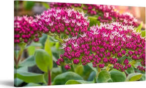 Attēlu rezultāti vaicājumam “Hylotelephium telephium flower”