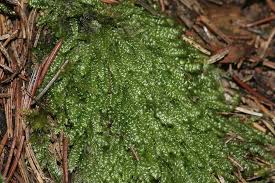 Attēlu rezultāti vaicājumam “Plagiothecium sp.”