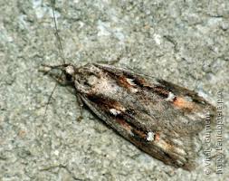 Attēlu rezultāti vaicājumam “Semioscopis avellanella imago”