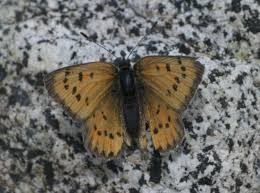 Attēlu rezultāti vaicājumam “Lycaeniinae”