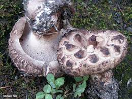 Attēlu rezultāti vaicājumam “Sarcodon imbricatum”