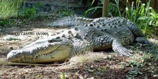Image result for Crocodylus acutus