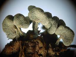 Attēlu rezultāti vaicājumam “Physarum compressum”