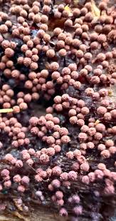 Attēlu rezultāti vaicājumam “Comatricha ellae spores”