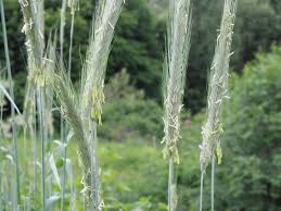 Image result for Secale cereale