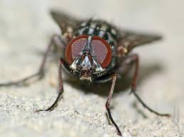 Attēlu rezultāti vaicājumam “Muscidae”