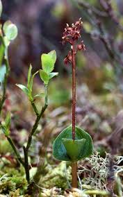 Attēlu rezultāti vaicājumam “Listera cordata fruit”