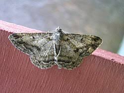 Attēlu rezultāti vaicājumam “Alcis repandata”