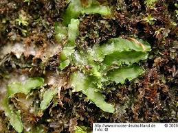 Attēlu rezultāti vaicājumam “Aneura pinguis”