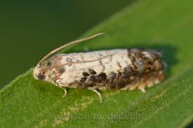 Attēlu rezultāti vaicājumam “Tortricidae”