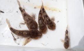Image result for Parophrys vetulus