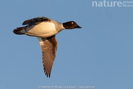 Attēlu rezultāti vaicājumam “Bucephala clangula female”