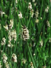 Attēlu rezultāti vaicājumam “Eleocharis palustris flower”