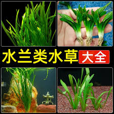 「水蘭」的圖片搜尋結果