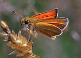 Attēlu rezultāti vaicājumam “Thymelicus lineola underside”